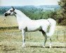 stallion Gulden ox (Arabian thoroughbred, 1963, from Comet 1953 ox)