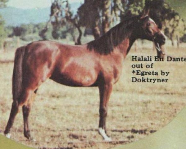 broodmare Halali En Dante ox (Arabian thoroughbred, 1971, from Gdansk ox)