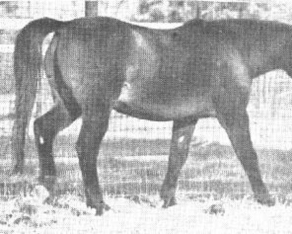 Zuchtstute Egeria ox (Vollblutaraber, 1951, von Witraz 1938 ox)