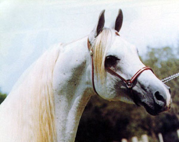 stallion Corsair ox (Arabian thoroughbred, 1961, from Comet 1953 ox)