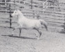 broodmare Szarza ox (Arabian thoroughbred, 1956, from Ali Said ox)