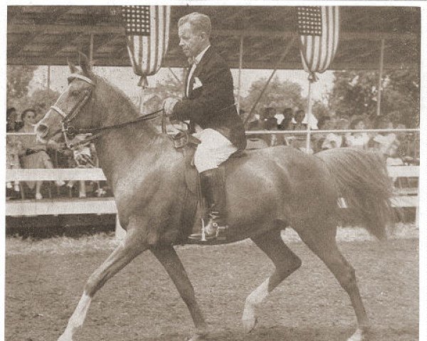 broodmare Dowhana ox (Arabian thoroughbred, 1930, from Hanad 1922 ox)