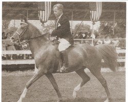 broodmare Dowhana ox (Arabian thoroughbred, 1930, from Hanad 1922 ox)