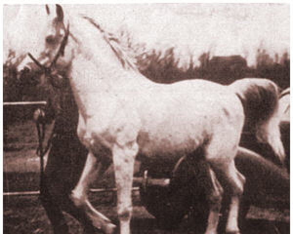 stallion Al-Mashoor ox (Arabian thoroughbred, 1928, from Hamdani-Simri ox)