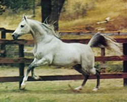 stallion Cal-O-Bask ox (Arabian thoroughbred, 1971, from Bask ox)