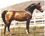 stallion Bask-Tez ox (Arabian thoroughbred, 1969, from Bask ox)