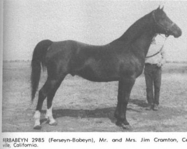 Pferd Ferbabeyn ox (Vollblutaraber, 1944, von Ferseyn ox)