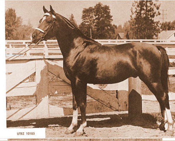 horse Utez ox (Arabian thoroughbred, 1955, from Witez II 1938 ox)