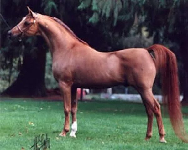 stallion Gold Kruegerand ox (Arabian thoroughbred, 1980, from Cal-O-Bask ox)