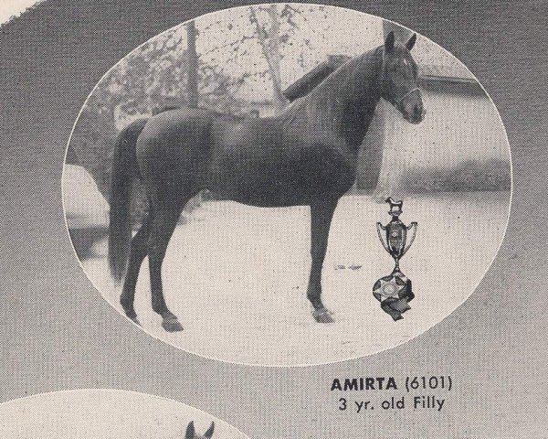 broodmare Amirta ox (Arabian thoroughbred, 1950, from Tamarlane ox)