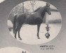 broodmare Amirta ox (Arabian thoroughbred, 1950, from Tamarlane ox)