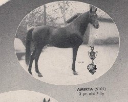 Zuchtstute Amirta ox (Vollblutaraber, 1950, von Tamarlane ox)