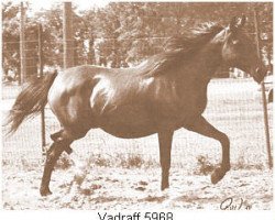 Zuchtstute Vadraff ox (Vollblutaraber, 1950, von Indraff ox)