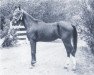 stallion Valensik ox (Arabian thoroughbred, 1934, from Nasik 1908 ox)