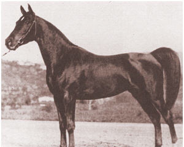 Zuchtstute Valencia ox (Vollblutaraber, 1926, von Hanad 1922 ox)