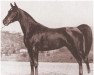 broodmare Valencia ox (Arabian thoroughbred, 1926, from Hanad 1922 ox)