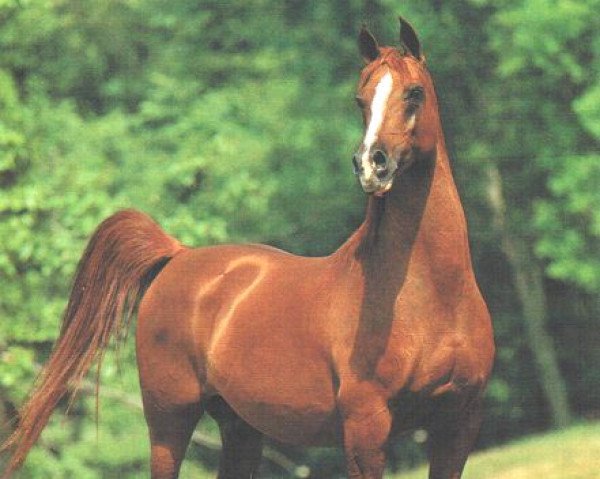 broodmare Evening Breeze ox (Arabian thoroughbred, 1976, from Bask ox)