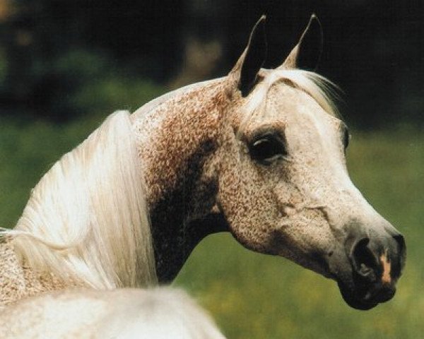 broodmare Gwyndalyn ox (Arabian thoroughbred, 1970, from Bask ox)