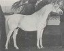 broodmare Gwyn ox (Arabian thoroughbred, 1963, from Comet 1953 ox)