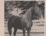 horse Tarih ox (Arabian thoroughbred, 1950, from Olnatar ox)