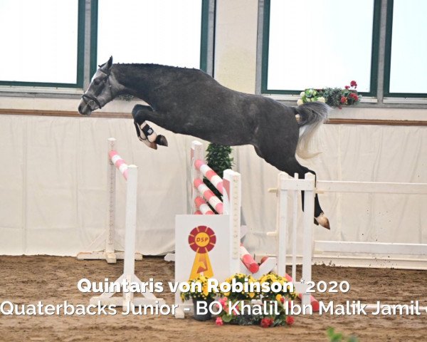 dressage horse Quintaris von Robinson (German Riding Pony, 2020, from Quaterback's Junior)