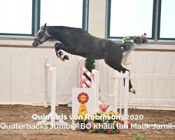 Pferd Quintaris von Robinson (Deutsches Reitpony, 2020, von Quaterback's Junior)