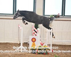 dressage horse Quintaris von Robinson (German Riding Pony, 2020, from Quaterback's Junior)