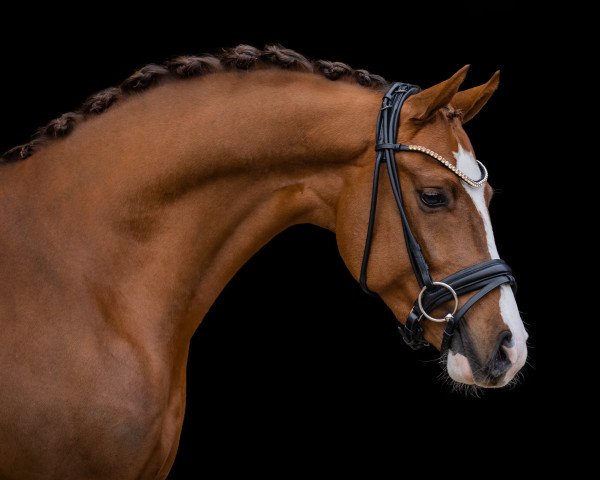 dressage horse PAV Galaxy Dream (German Riding Pony, 2020, from Phw's Grandios)