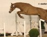 stallion Asterix Sitte (Belgium Sporthorse, 2006, from Wandor van de Mispelaere D'10)