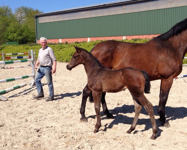 jumper BALOUDETTO (Holsteiner, 2016, from Balou du Rouet)