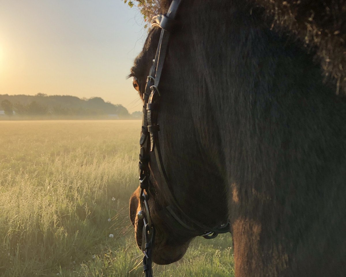 Dressurpferd Villeneuve I (Deutsches Reitpony, 1998, von Viscount)