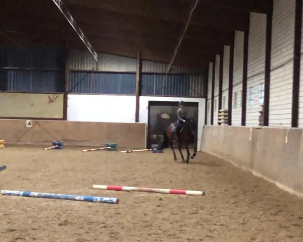 Video of Quixbert