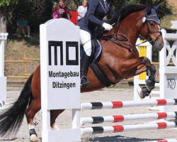 dressage horse Heiko 134 (Freiberger, 2009, from Hésiano)