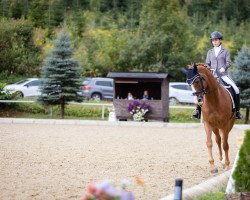 Dressurpferd Gleaming Samira (Österreichisches Warmblut, 2014, von Scolari)