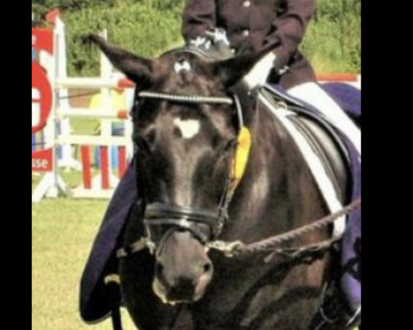 dressage horse Florissa (Danish Pony, 1999)