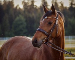 Springpferd Donna Luna Lady TH (Holsteiner, 2011, von Ciacomo)