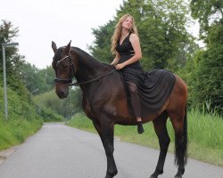 jumper Jabadabado (KWPN (Royal Dutch Sporthorse), 2014, from Mtf Starpower)