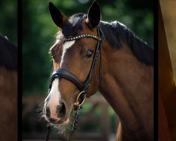 broodmare Dancing Paula (Bavarian, 2010, from Moosbachhof's Peron)