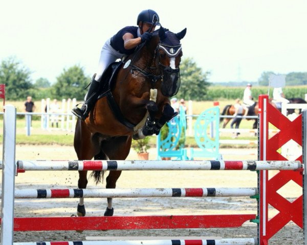 jumper Ce Roberto 3 (Zangersheide riding horse, 2015, from Chellsini Z)