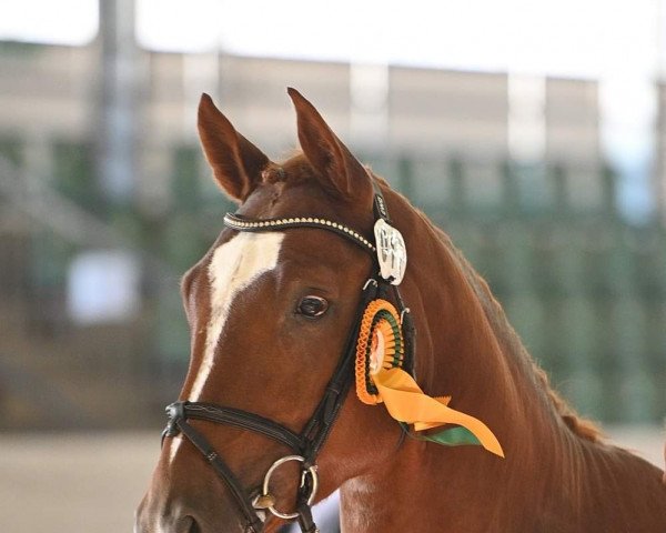 stallion Scarletto (Hanoverian, 2017, from Stakkato)