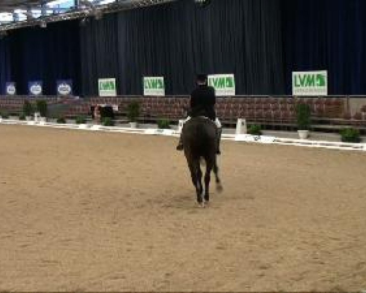 dressage horse Gambler's Splash (Oldenburg, 1997, from Grandero)