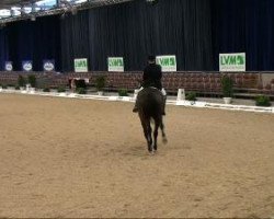 dressage horse Gambler's Splash (Oldenburg, 1997, from Grandero)