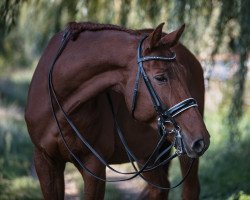 dressage horse Riccardo Royal Ks (Austrian Warmblood, 2011, from Revanche de Rubin)