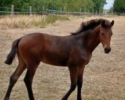 Pferd Stute v. Flashbang (Westfale, 2022, von Flashbang)