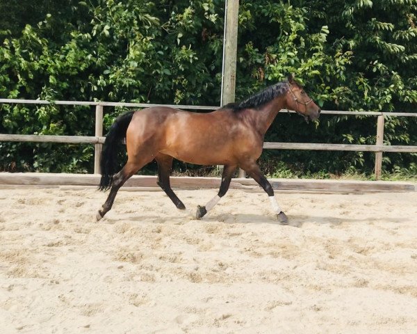 horse Asima 2 (Arab half breed / Partbred, 2006, from Aboucher Le Premier AA)