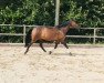 Pferd Asima 2 (Arabisches Halbblut / Partbred, 2006, von Aboucher Le Premier AA)