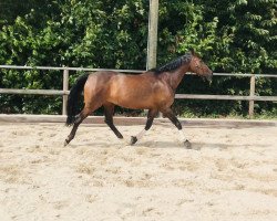 dressage horse Asima 2 (Arabisches Halbblut / Partbred, 2006, from Aboucher Le Premier AA)