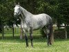 dressage horse Don Bombadil (Hanoverian, 2001, from Don Gregory)