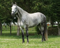 dressage horse Don Bombadil (Hanoverian, 2001, from Don Gregory)