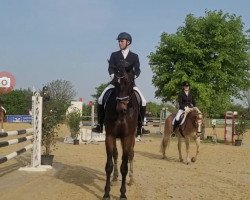 dressage horse Dinoso 7 (Hanoverian, 2015, from Donatus)